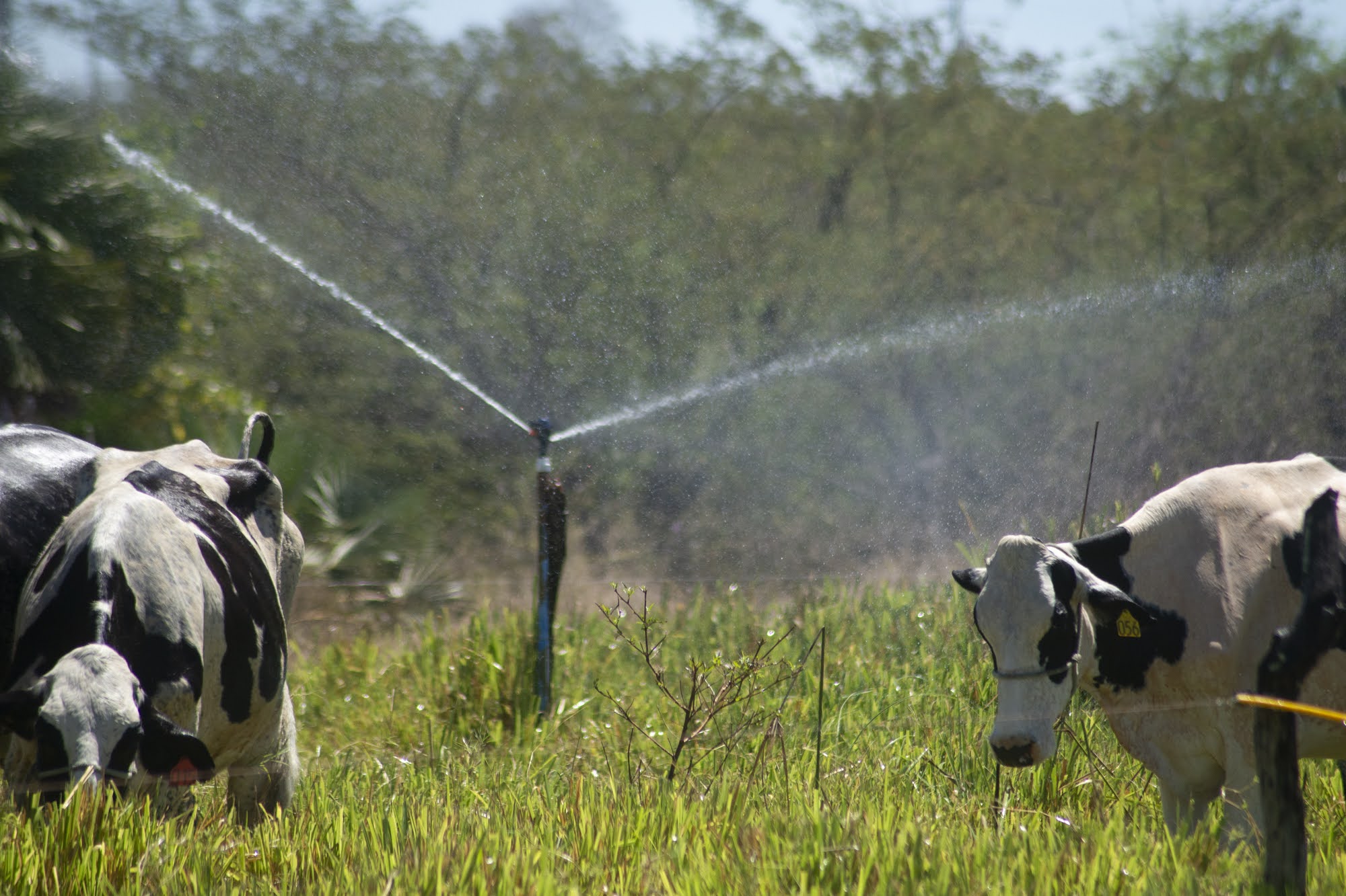 SDE e instituições cearenses promovem seminários regionais para fortalecer o combate à brucelose bovina no Ceará